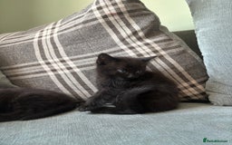 Domestic Shorthair cats for sale: 3 beautiful kittens  - Image 6