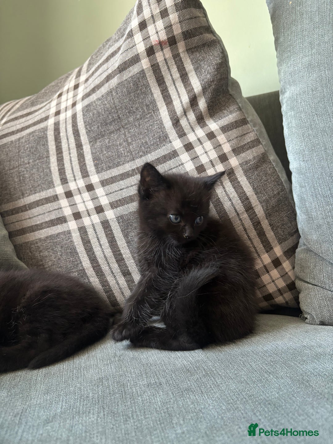 Domestic Shorthair cats for sale: 3 beautiful kittens  - Image 6