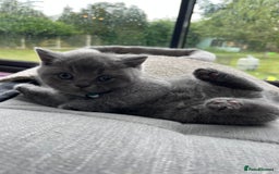 British Shorthair cats for sale: British Shorthair Kittens - Image 14