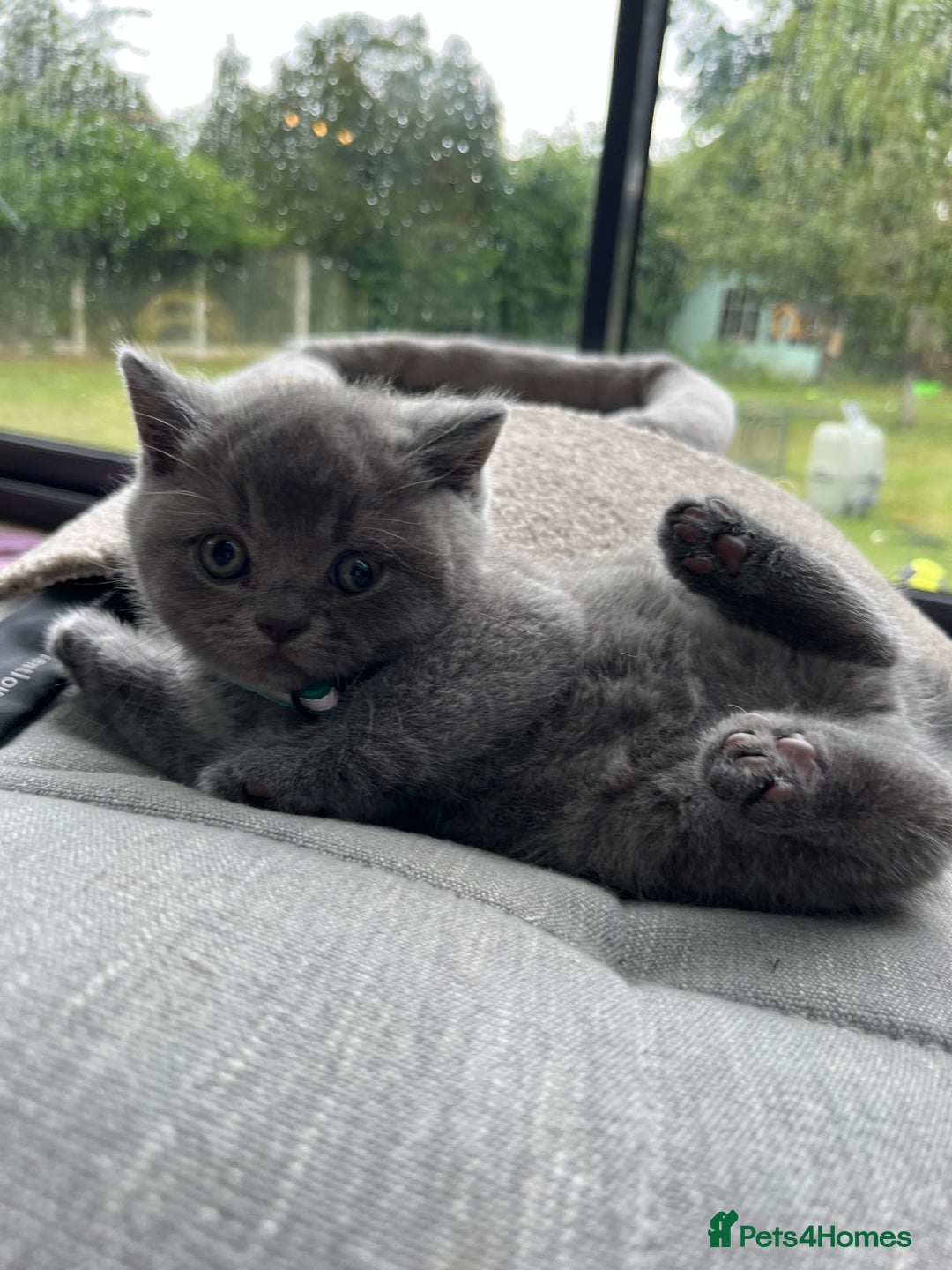 British Shorthair cats for sale: British Shorthair Kittens - Image 14