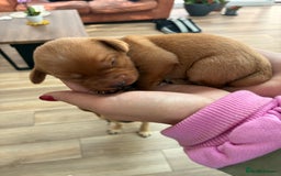 Labrador Retriever dogs for sale: Golden and Fox Red Labrador Retriever puppies - Image 5