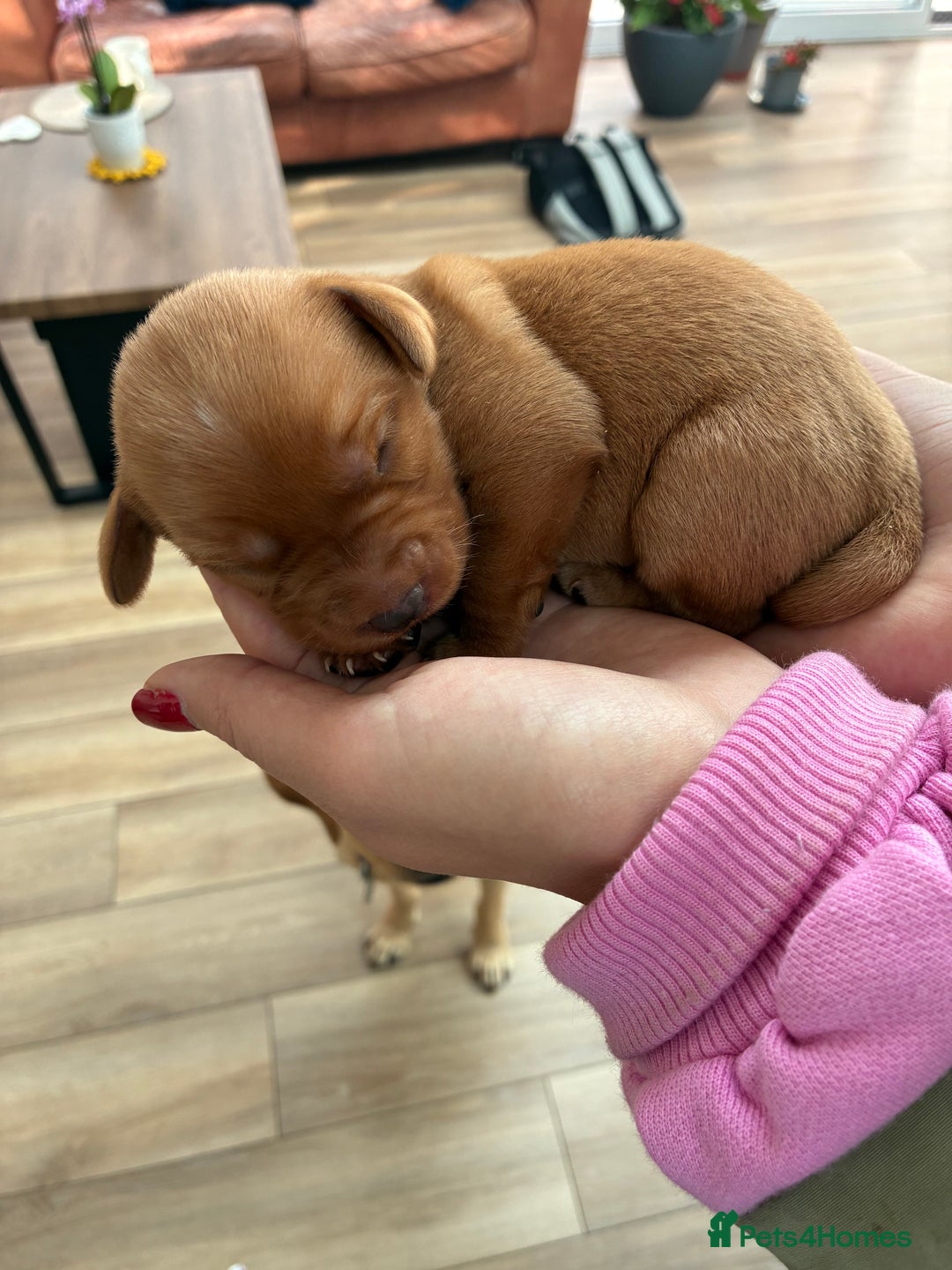 Labrador Retriever dogs for sale: Golden and Fox Red Labrador Retriever puppies - Image 5