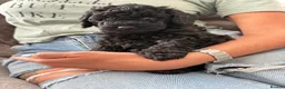 Toy Poodle dogs for sale: Poodle puppies from health tested parents  in Gravesend - Advert 4