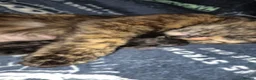 Mixed Breed cats for sale: Selling 3 tortoiseshell mixed kittens for 50 each - Advert 2