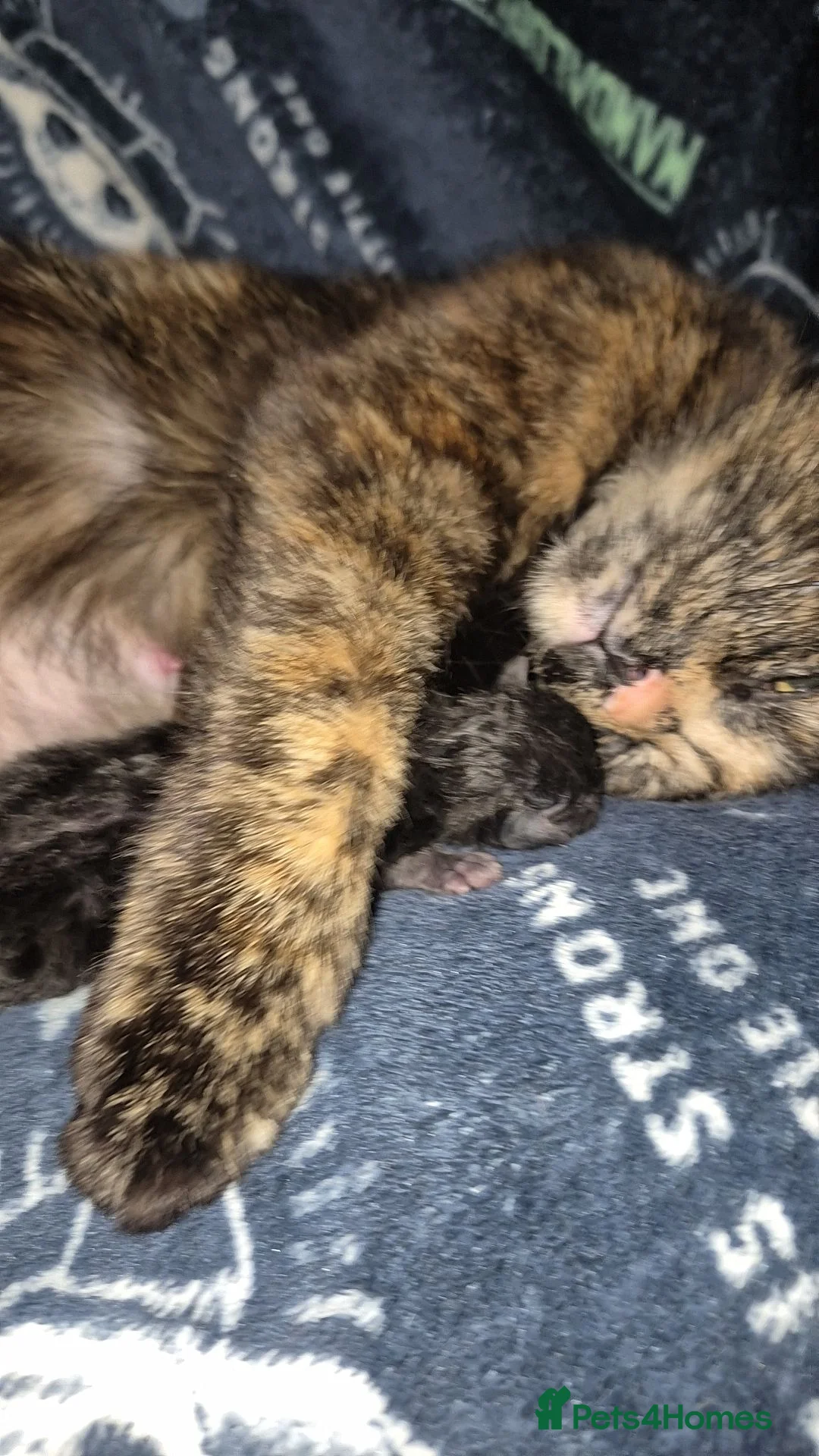 Mixed Breed cats for sale: Selling 3 tortoiseshell mixed kittens for 50 each - Advert 2