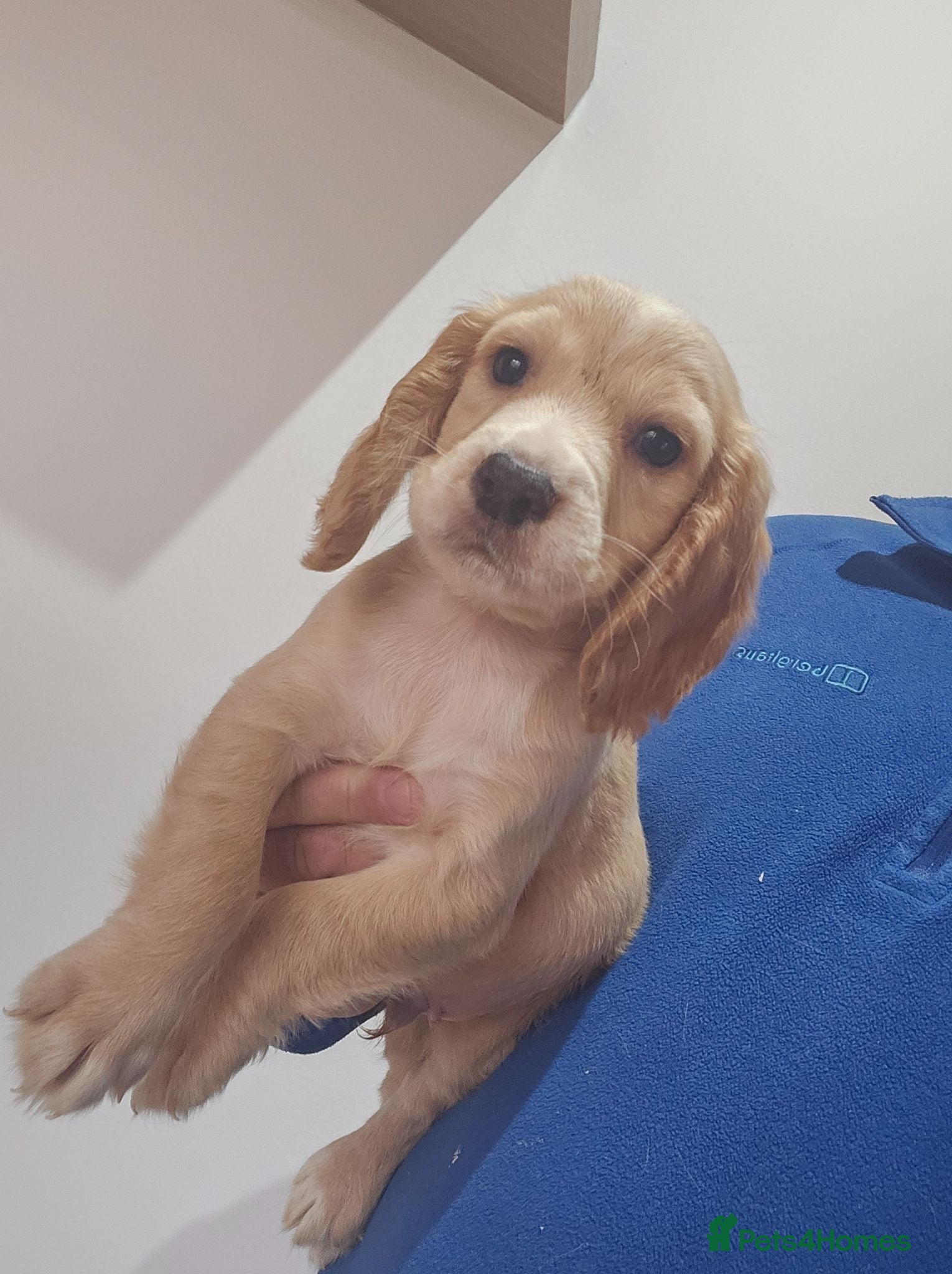 Cocker Spaniel dogs Health tested working cocker spaniels  - Advert 2