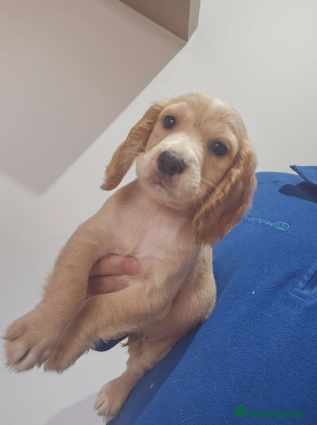 Cocker Spaniel dogs for sale: Health tested working cocker spaniels  - Advert 2