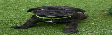Mixed Breed 1