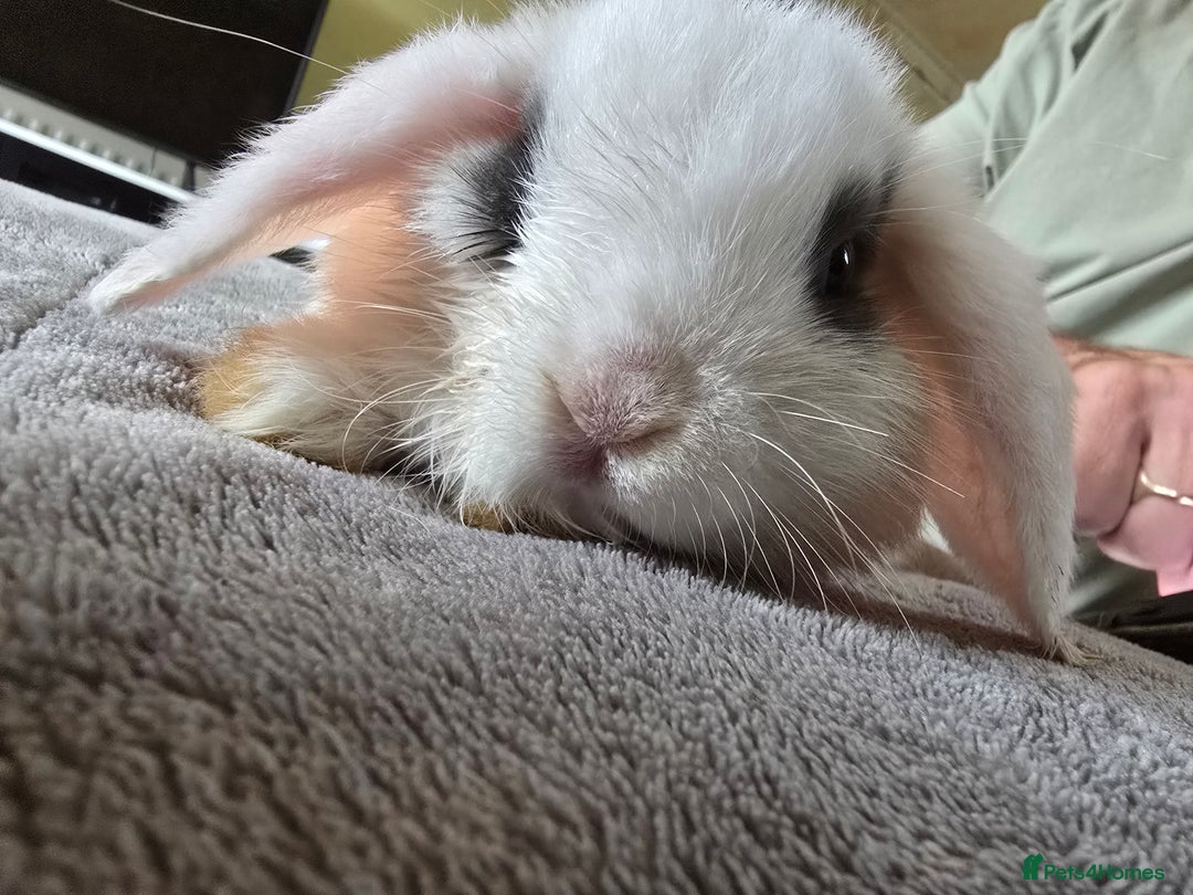 Mini Lop rabbits for sale: Mini lop baby girl ready now - Image 7