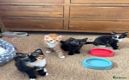 Domestic Shorthair cats for sale: 3 black white and ginger females - Image 4