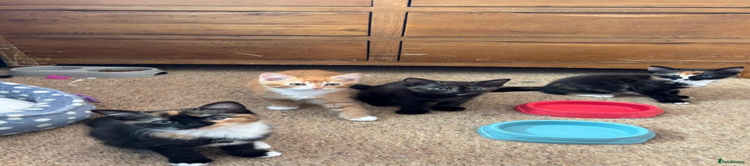 Domestic Shorthair Kitten 2
