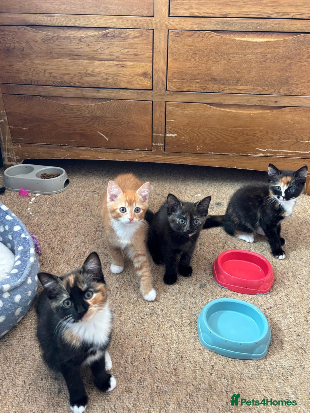 Domestic Shorthair cats for sale: 3 black white and ginger females - Image 4