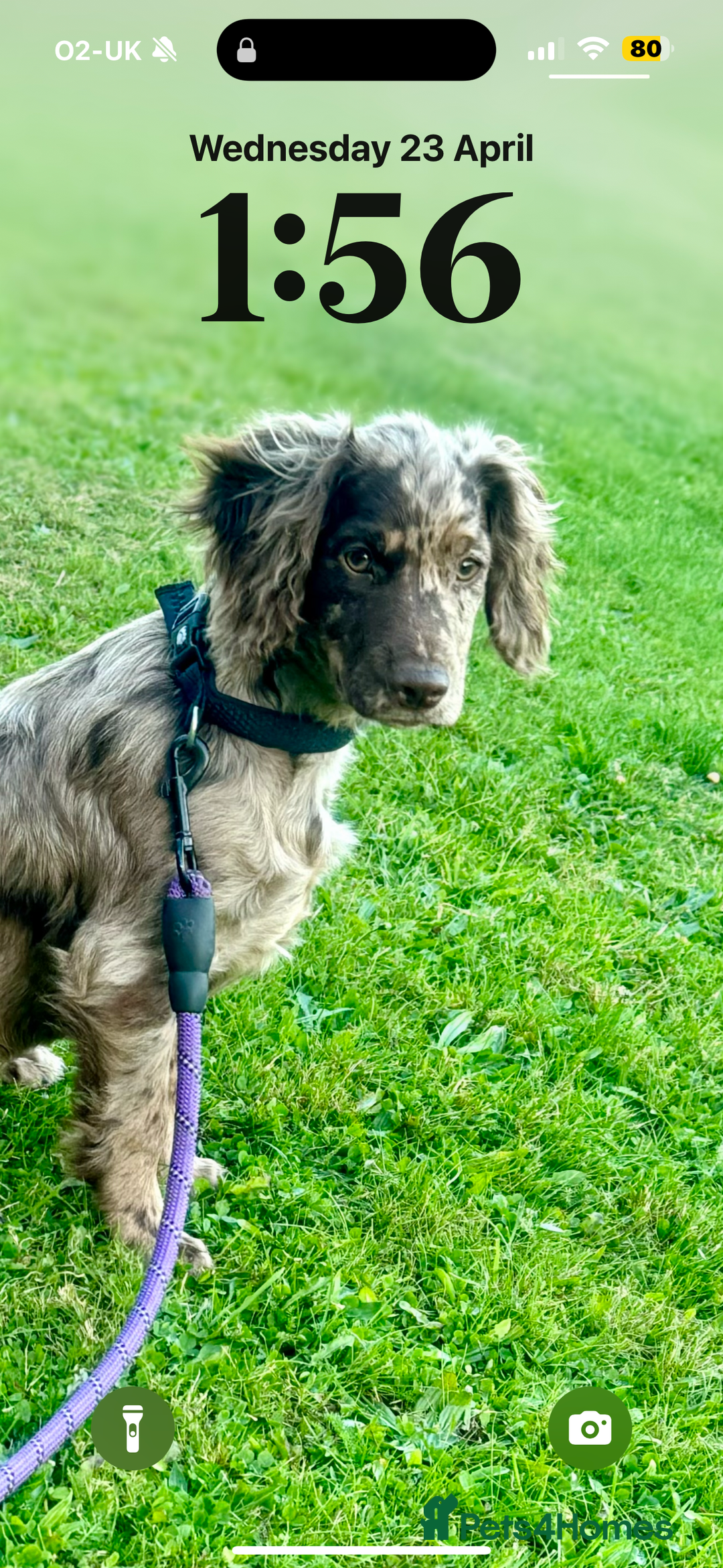 Cocker Spaniel dogs for sale: 5th GENERATION with FTCH CHAMPION BLOODLINE 😍 - Advert 8