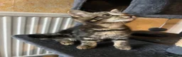 Mixed Breed cats for sale: Beautiful kittens are looking for a loving family. - Advert 6