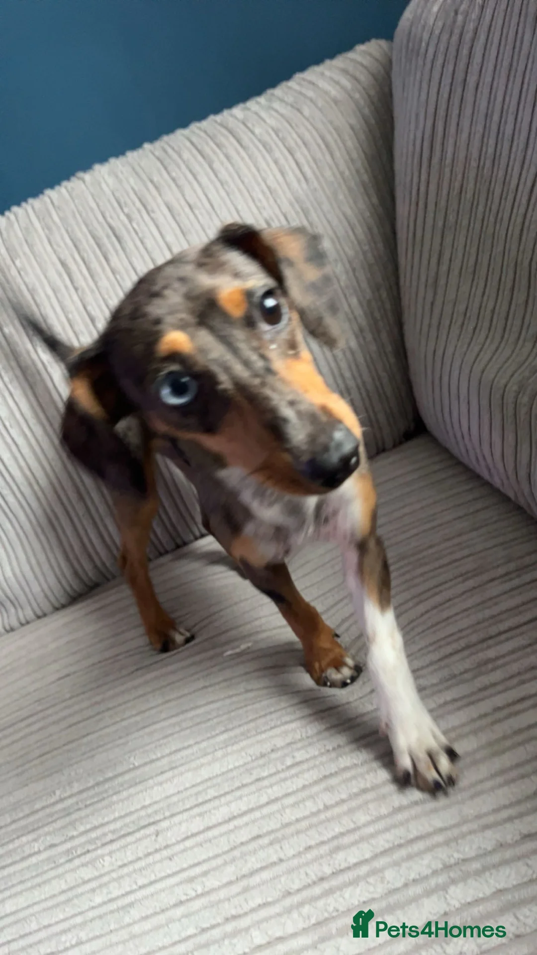 Jackshund dogs for sale: Dapple dachshund x jack Russel  - Advert 2