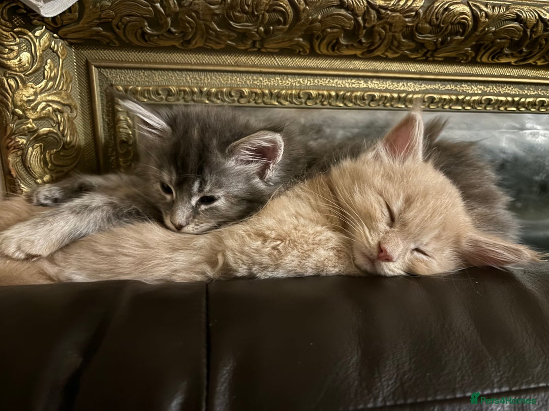Maine Coon cats for sale: Maine coon pedigree Tica registered kittens  - Advert 8
