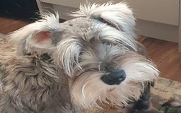 Miniature Schnauzer dogs for sale: Adorable Miniature Schnauzer Puppies - Image 10