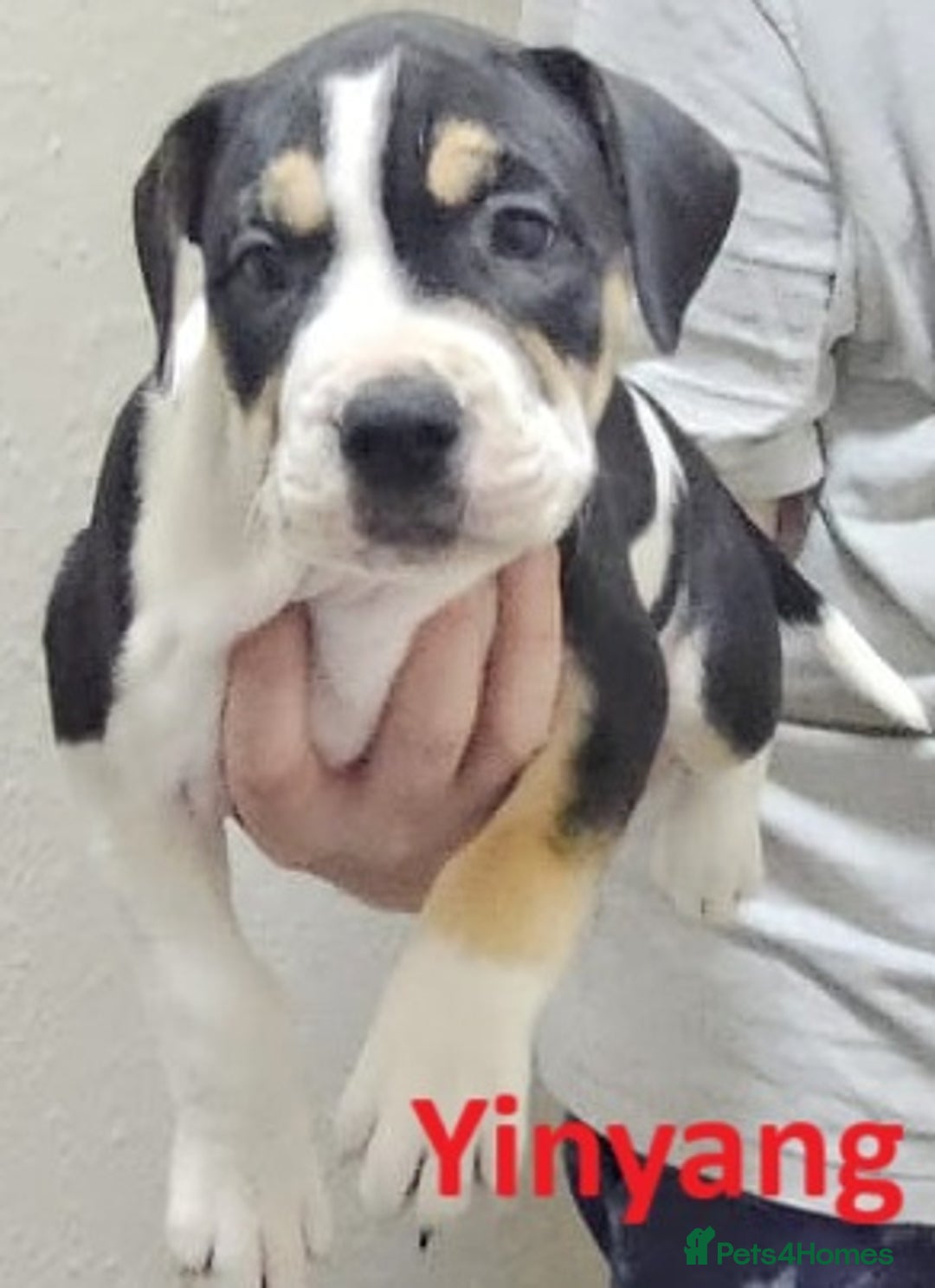 Mixed Breed dogs for sale: Confident & Well-Socialised Presa x Staffy Pups - Image 16
