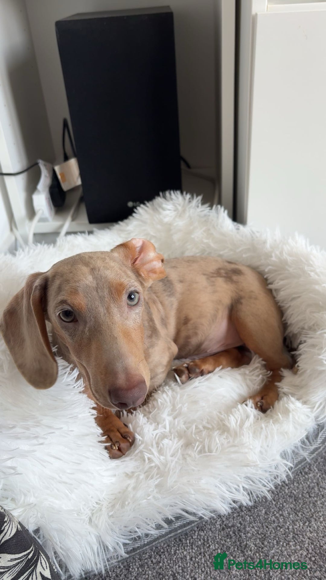 Miniature Dachshund dogs for sale: Koda, Dapple mini Dach - Advert 1