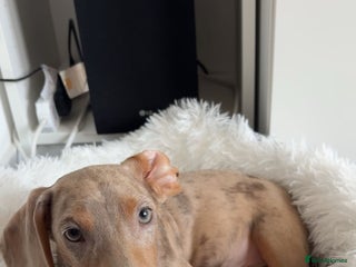 Miniature Dachshund dogs Koda, Dapple mini Dach - Advert 6