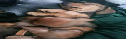 Dachshund dogs for sale: Minature daschund beautiful puppies - Advert 3