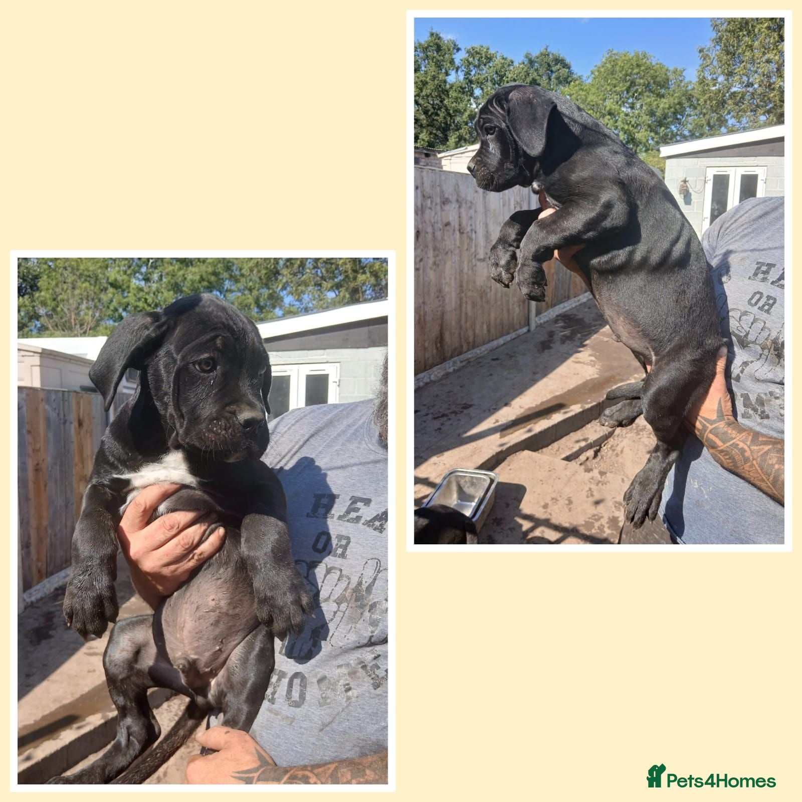 Cane Corso dogs Ready to leave now  - Advert 10