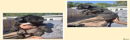 Cane Corso dogs for sale: Ready to leave now  - Advert 1