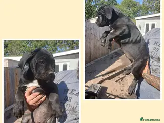 Cane Corso dogs Ready to leave now - Advert 10