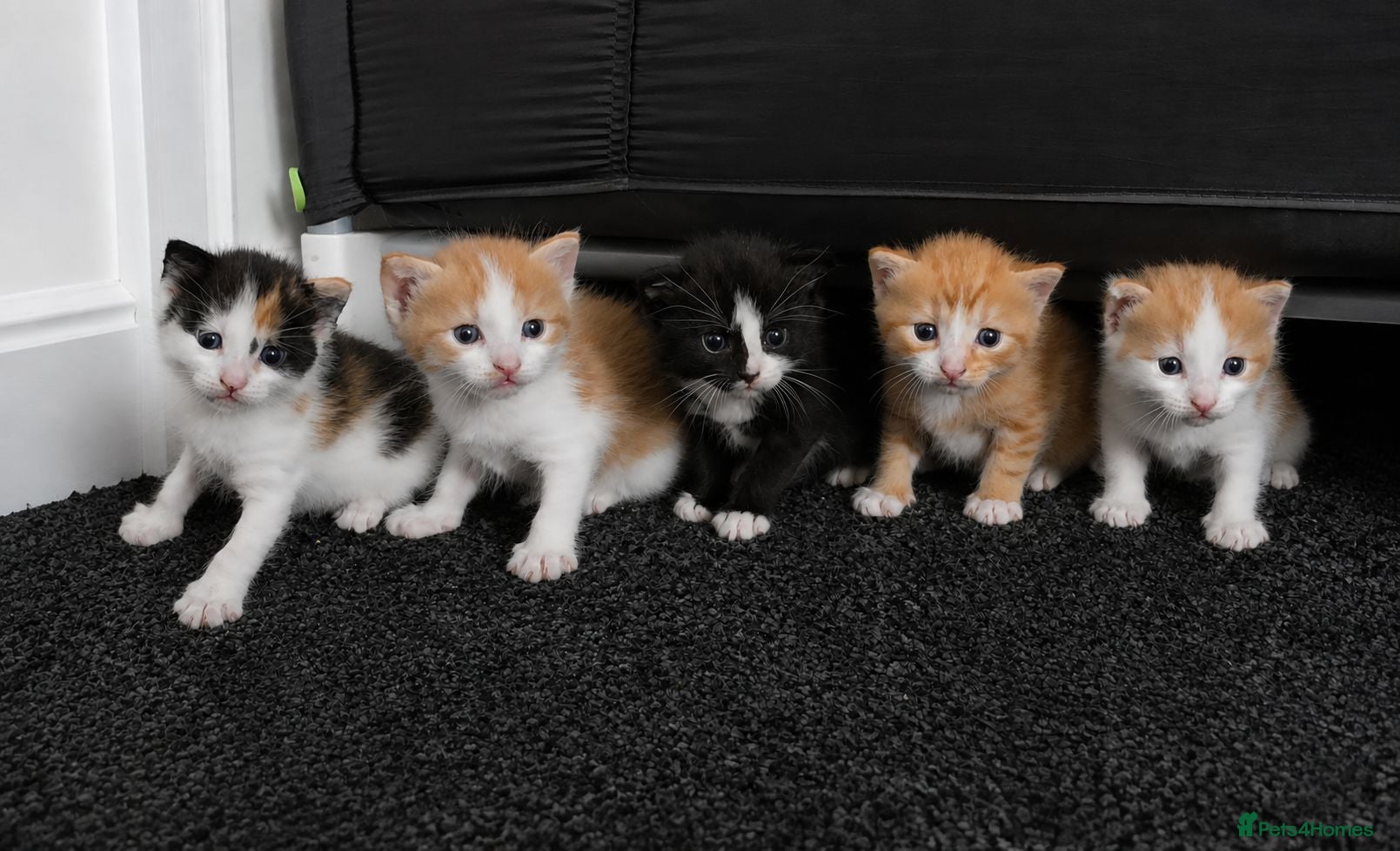 Mixed Breed cats 5 beautiful ginger/calico/black kittens - Advert 16