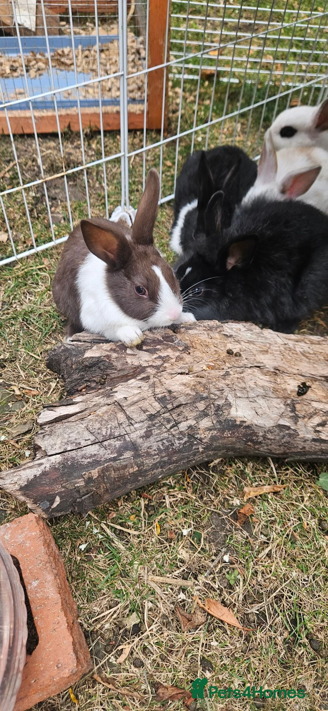 Mixed Breed rabbits for sale: They are so cute babys 🥰 - Advert 1