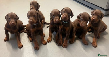 Dobermann dogs - Advert 2