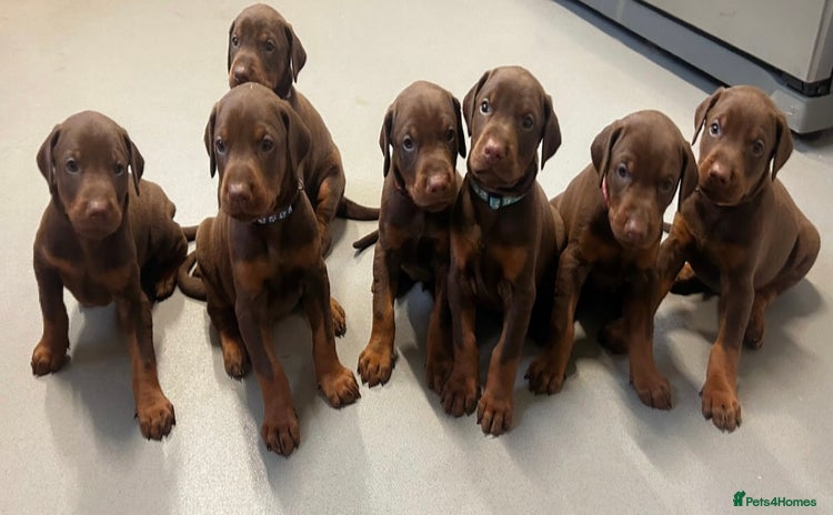 Dobermann dogs - Advert 1