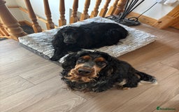 Cocker Spaniel dogs for sale: Show cocker spaniel pups  - Image 12