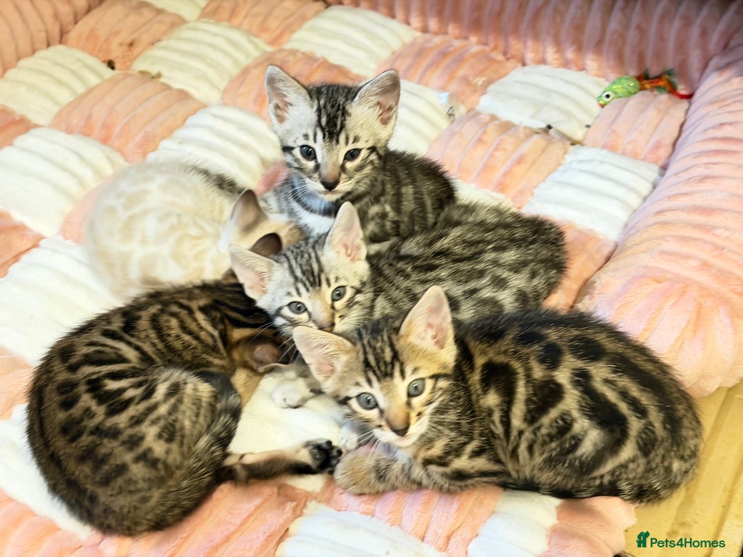Bengal cats for sale: 🩶 BENGAL 🔥 KITTENS 🤍 TICA REGISTERED  - Advert 34