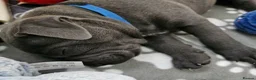 Staffordshire Bull Terrier dogs for sale: Beautiful KC Blue Staffordshire Bull Terrier Pups - Advert 29