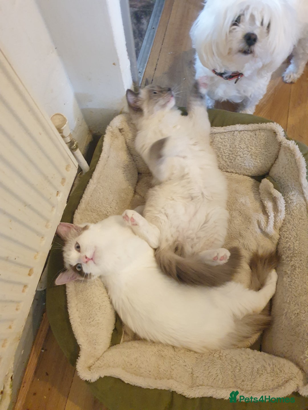 Ragdoll cats for sale: Ragdoll kittens  - Image 5