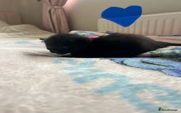 Mixed Breed cats for sale: Adorable fluffy kittens  - Image 4