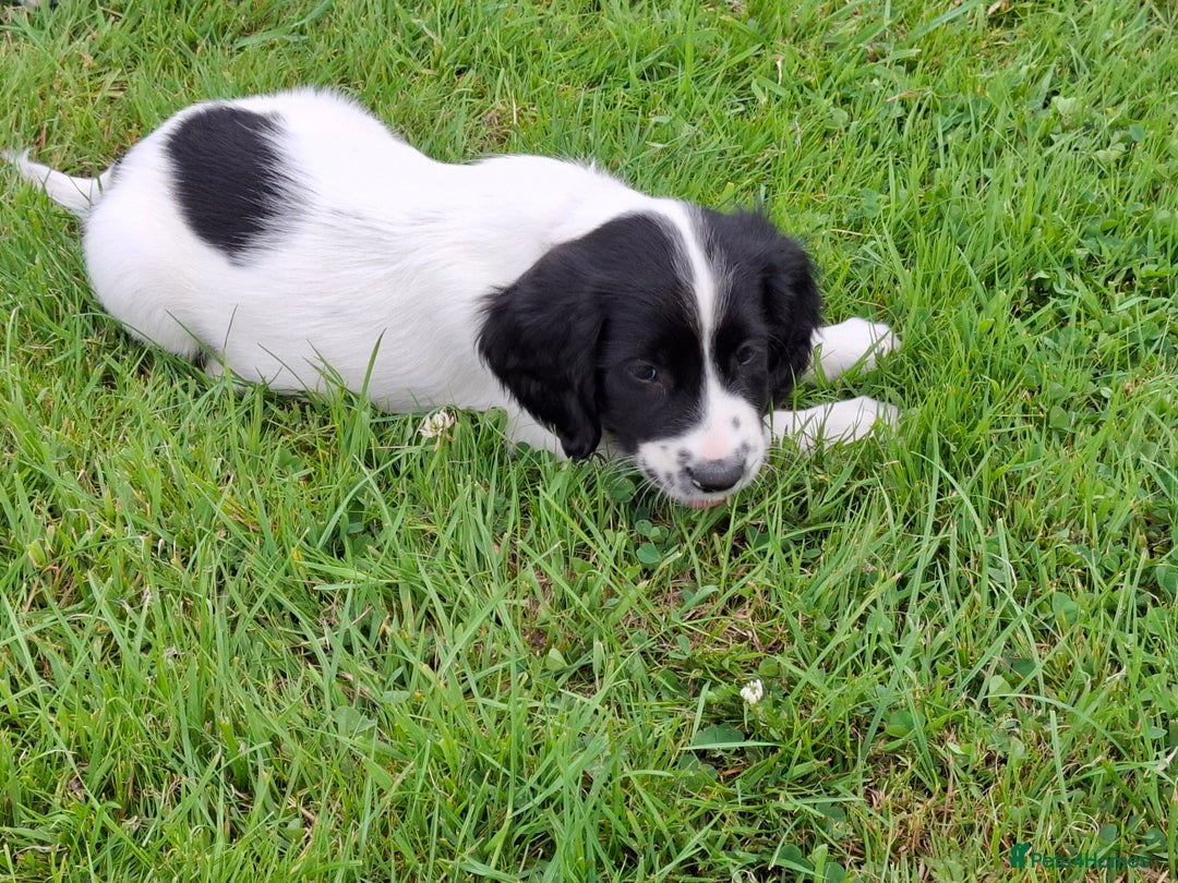 English Springer Spaniel dogs for sale: Cracking ESS Dog Pups Available  in South Molton - Image 10
