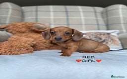 Miniature Dachshund dogs for sale: ❤️MINIATURE DACHSHUNDS❤️ - Image 16