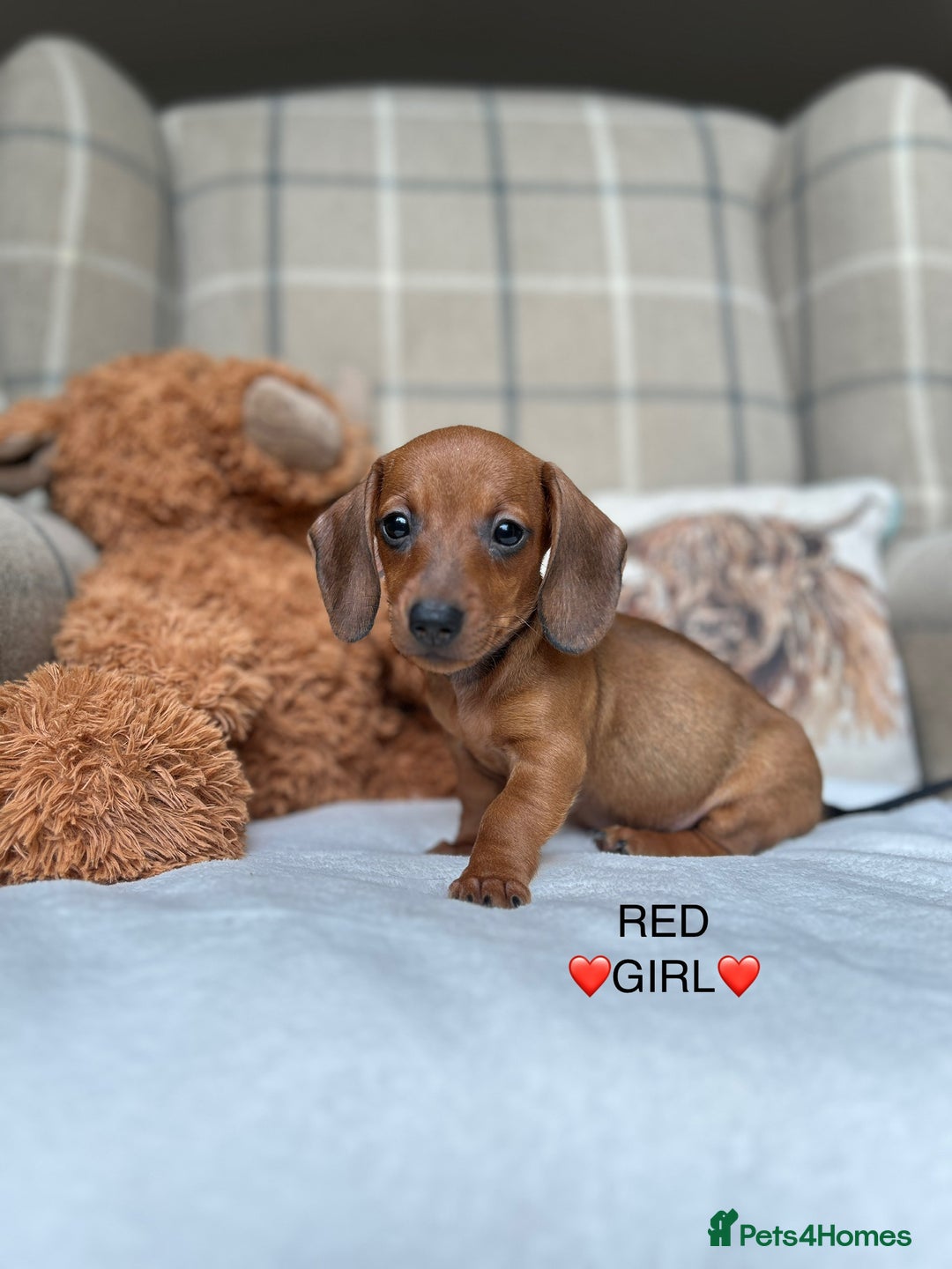 Miniature Dachshund dogs for sale: ❤️MINIATURE DACHSHUNDS❤️ - Image 16