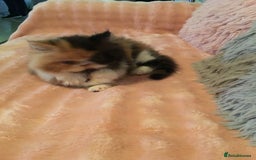 Persian cats for sale: GCCF Registered Persian Female  - Image 3