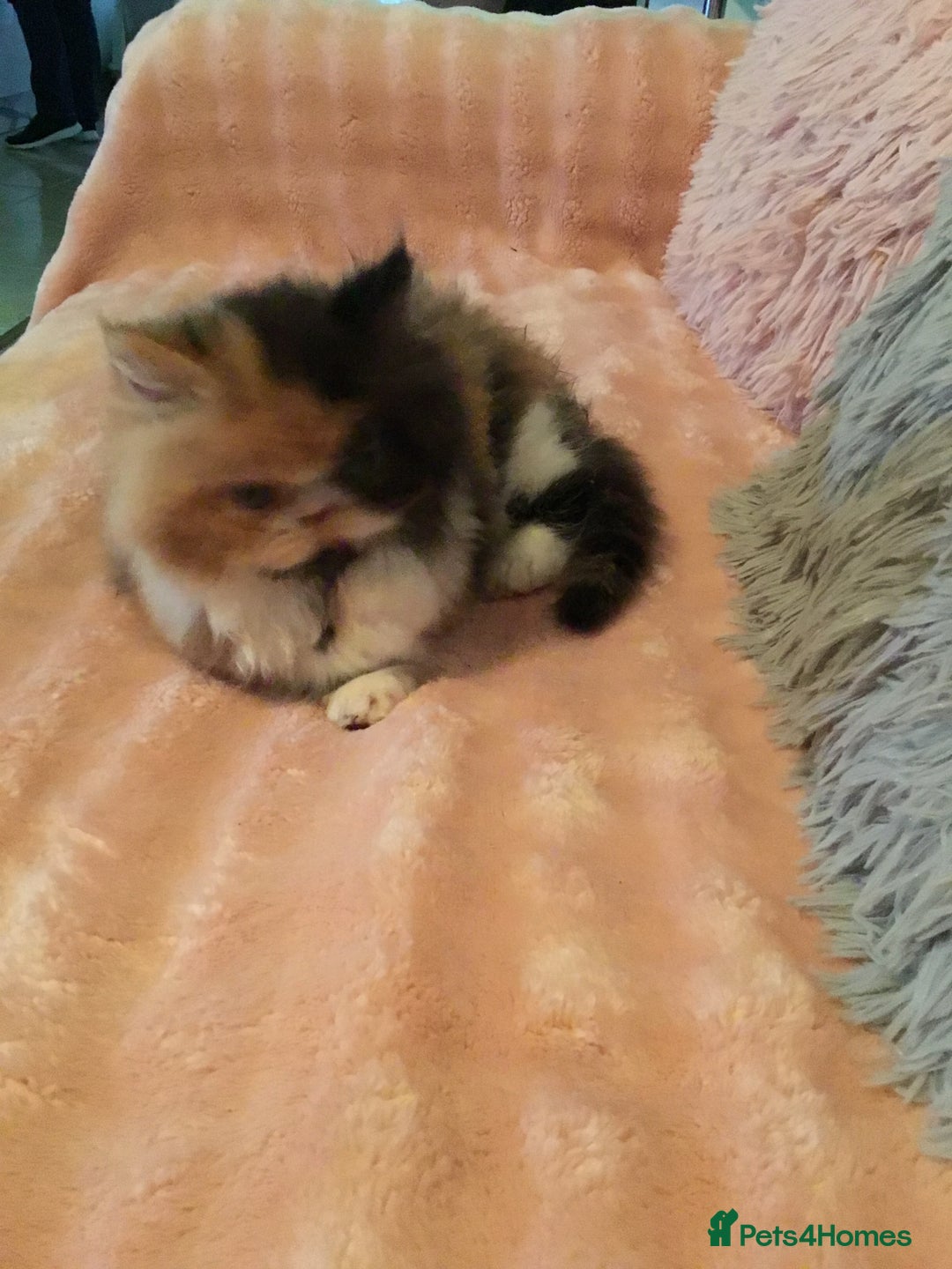 Persian cats for sale: GCCF Registered Persian Female  - Image 3
