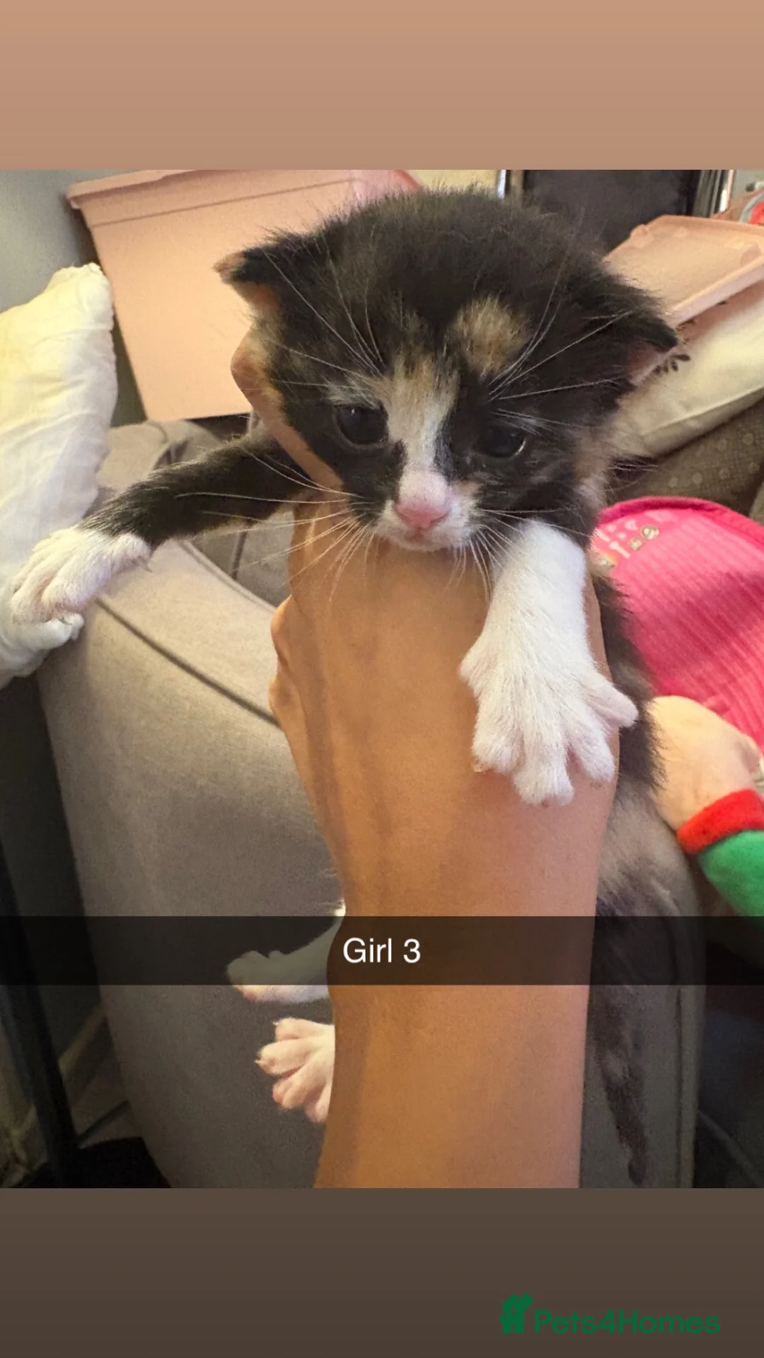 British Shorthair cats for sale: 3 Calico Kittens - Advert 7