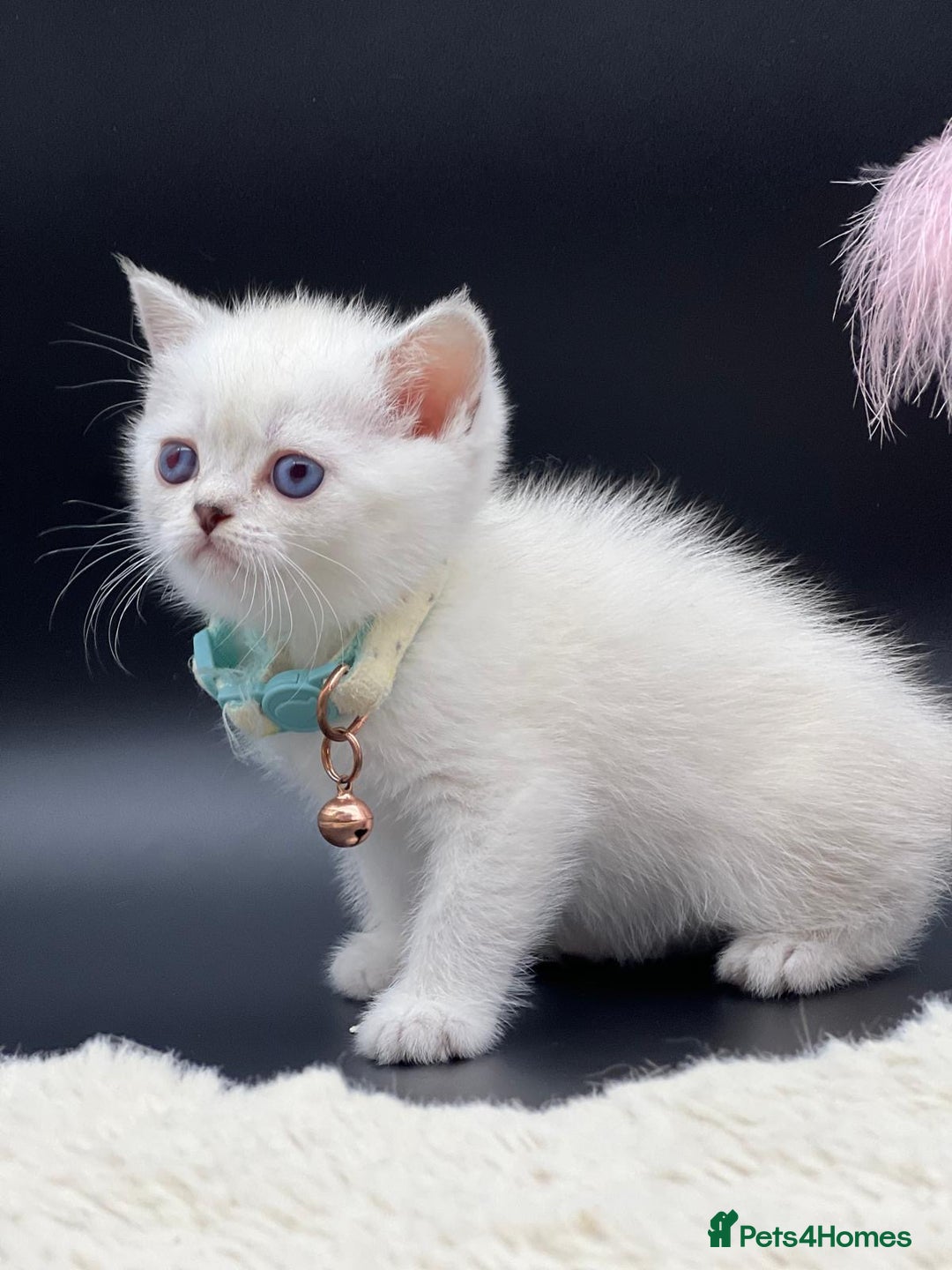 Scottish Fold cats for sale: Beautiful Blue-Eyes Scottish Girl Kittens - Image 8