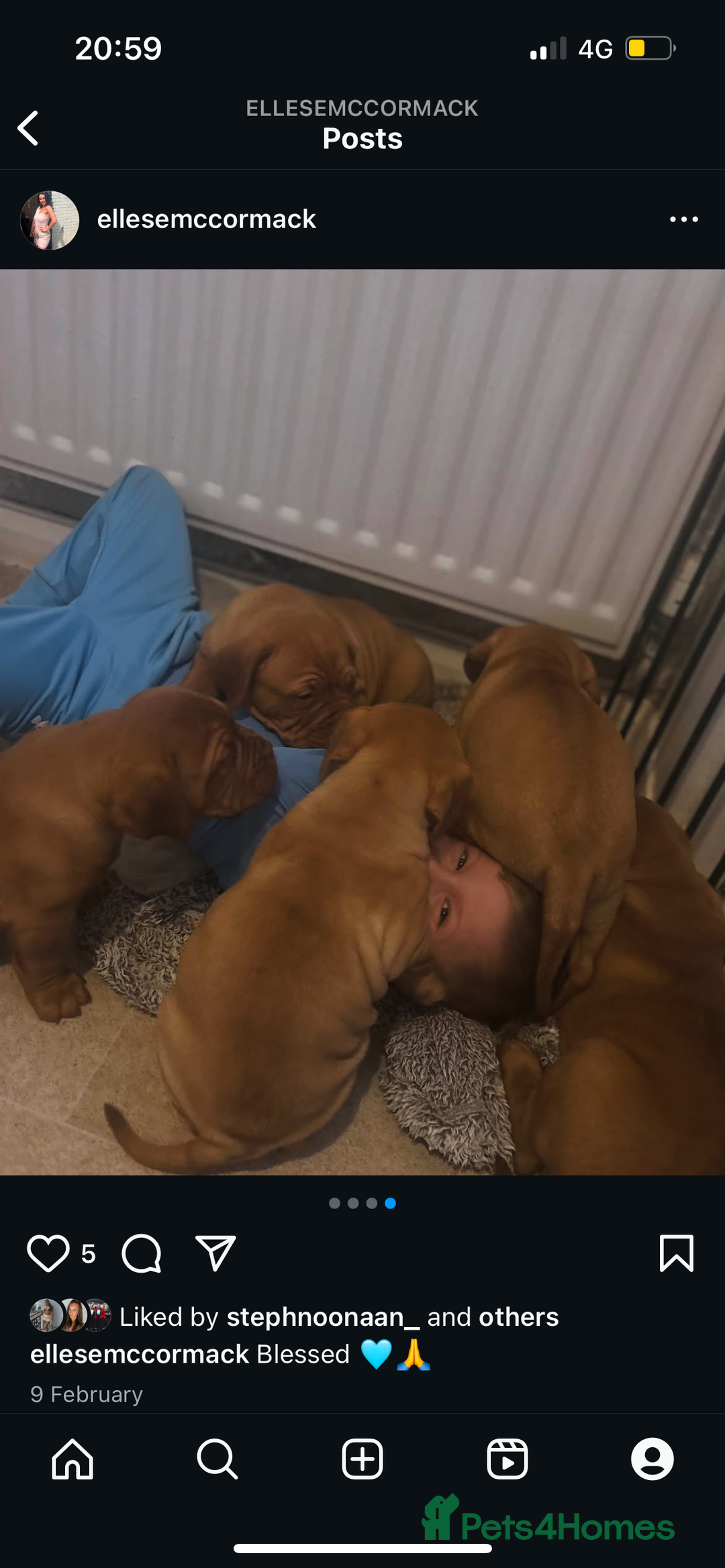 Dogue De Bordeaux dogs for sale: 2 BITCHES!LEFTFULL PEDIGREE 🦁 dogue de Bordeaux  - Advert 14