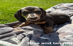 Miniature Dachshund dogs for sale: Cream & Tan Miniature Dachshund Puppies For Sale - Image 4
