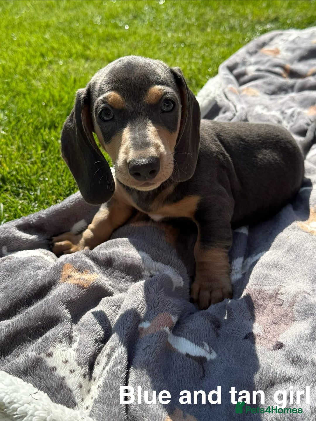 Miniature Dachshund dogs for sale: Cream & Tan Miniature Dachshund Puppies For Sale - Image 4