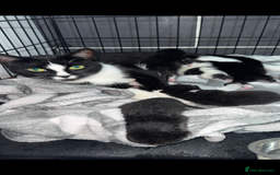 Ragdoll cats for sale: Kittens  - Advert 1