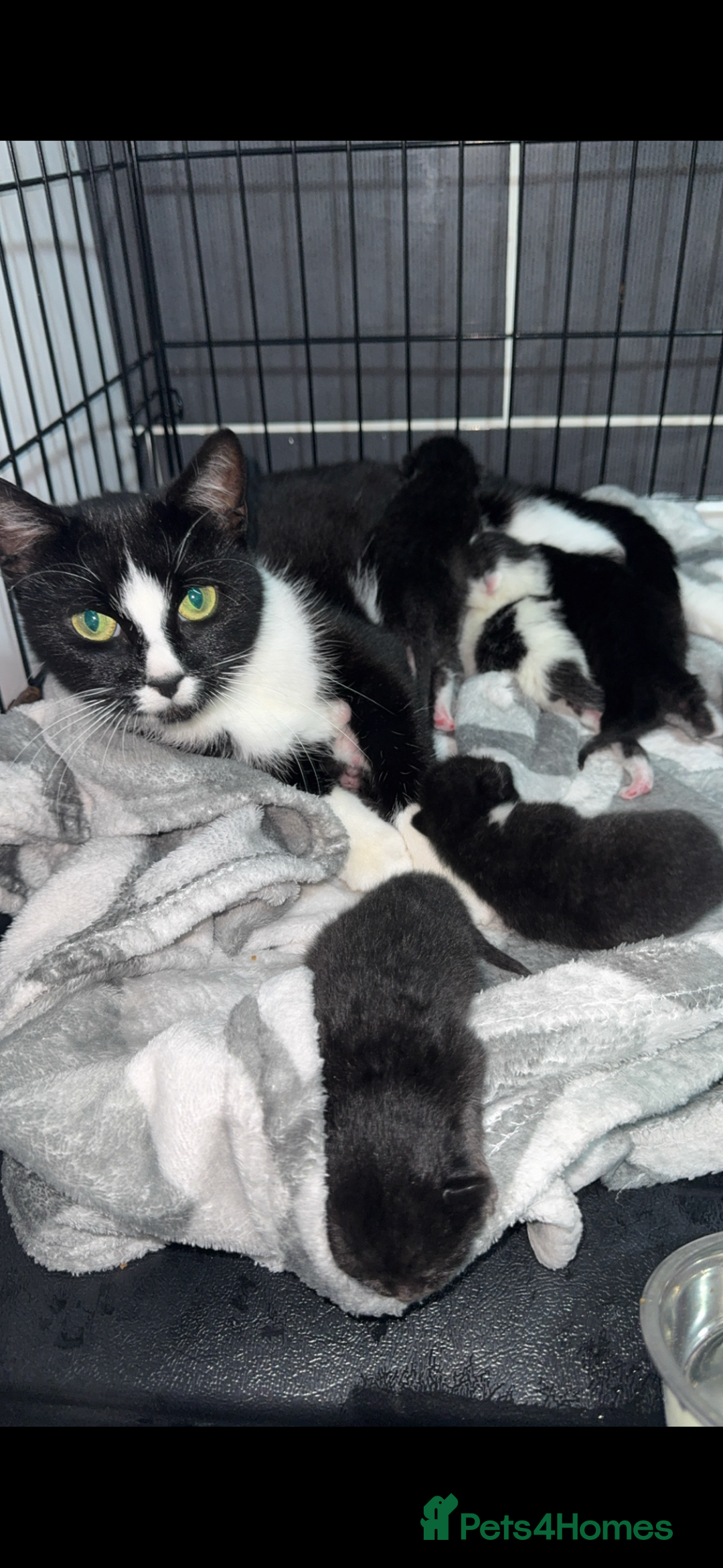 Ragdoll cats for sale: Kittens  - Advert 1