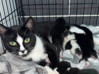 Ragdoll cats Kittens - Advert 1